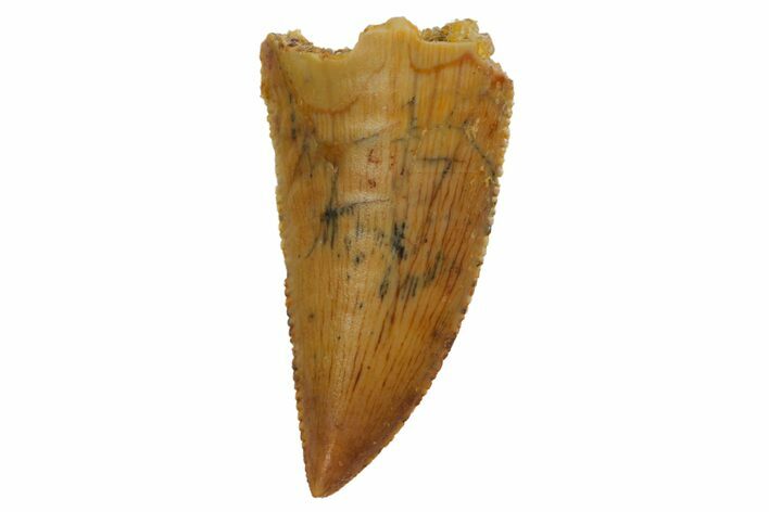 Serrated, Raptor Tooth - Real Dinosaur Tooth #127063